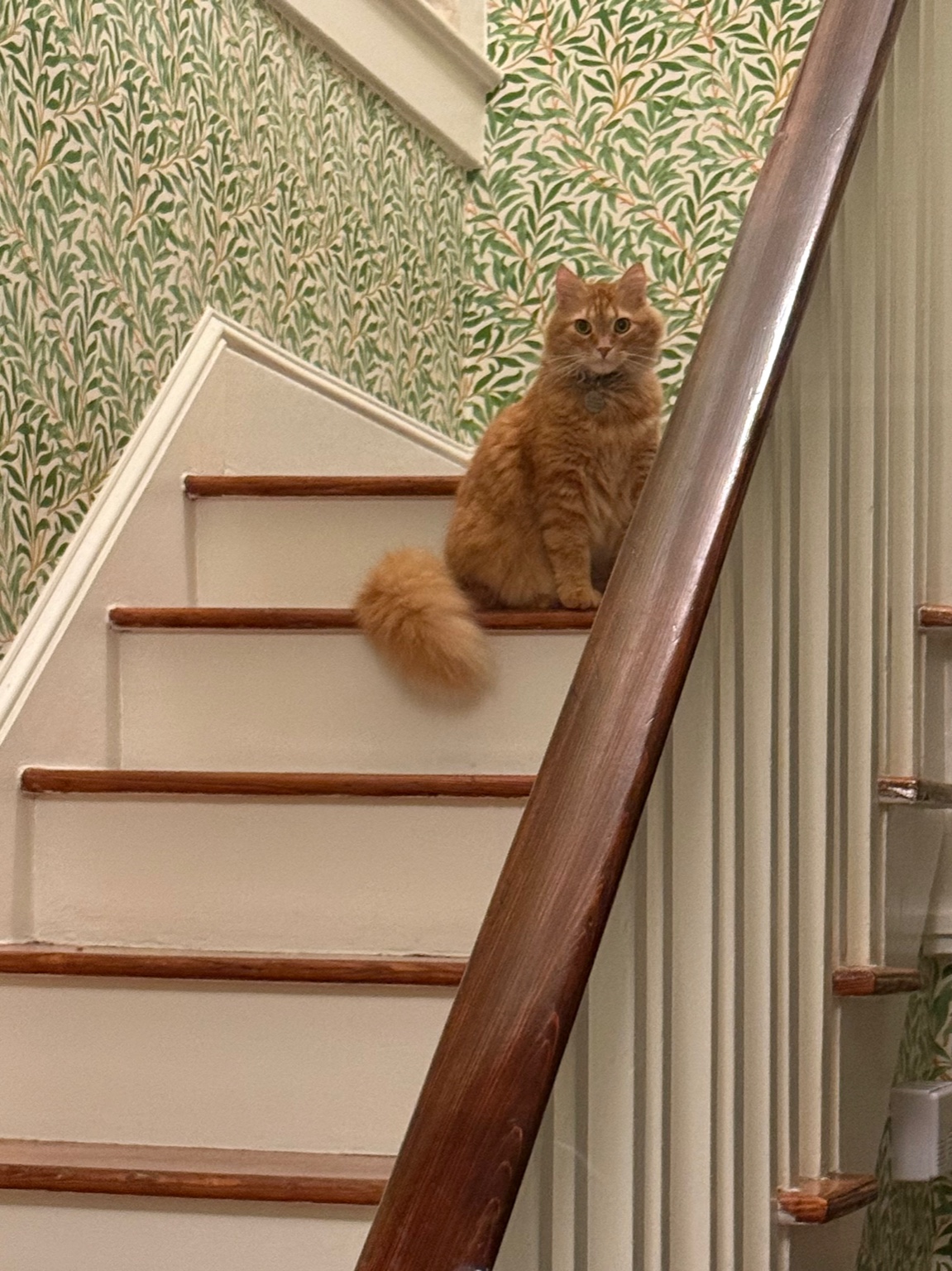 Curated Southern foyer vignette with antique elements and a cat on the stair
